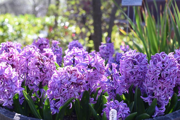 Purple Hyacinths