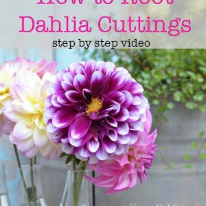 Dahlias in vase, how to propagate Dahlias from cuttings, I show you how step by step and I have a video included.