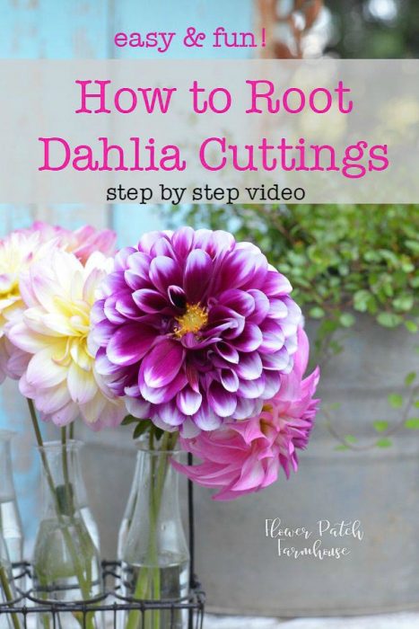 Dahlias in vase, how to propagate Dahlias from cuttings, I show you how step by step and I have a video included.