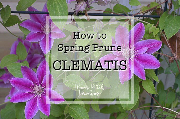 How to Spring Prune Clematis