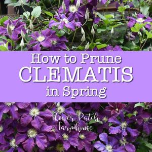 Purple clematis with text overlay, how to prune clematis in Spring, Flower Patch Farmhouse