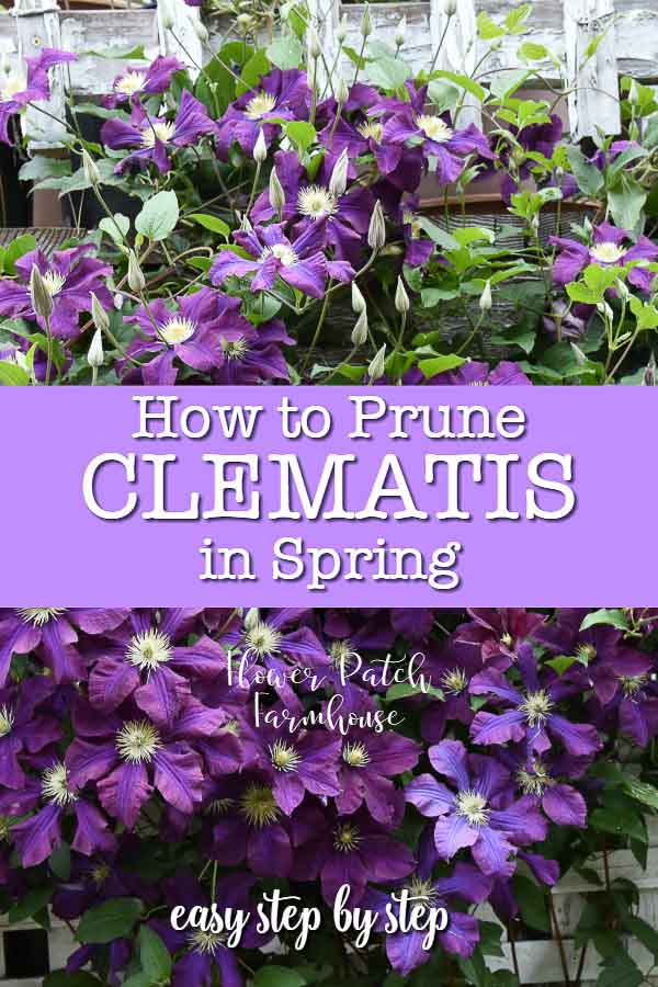 Purple clematis with text overlay, how to prune clematis in Spring, Flower Patch Farmhouse