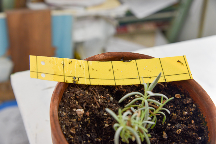 Fungus gnats on sticky traps on potted lavender cutting, how to control fungus gnats