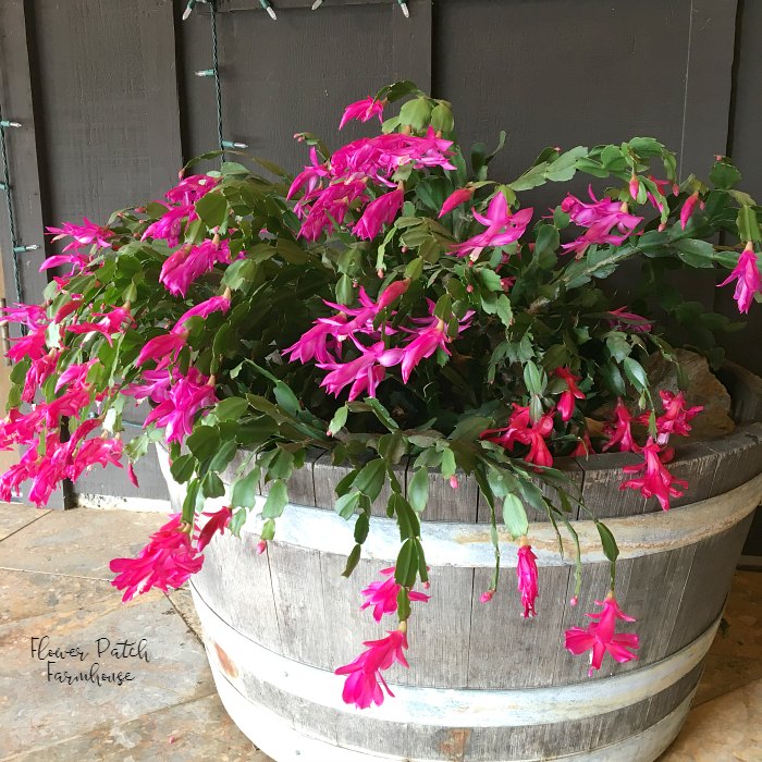 christmas thanksgiving cactus in a half wine barrel in front of a brown wall