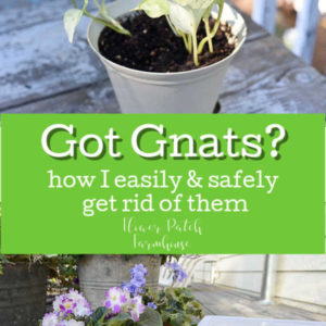 Potted plants with fungus gnats, how to get rid of fungus gnats