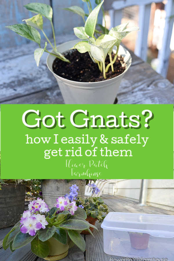 Potted plants with fungus gnats, how to get rid of fungus gnats