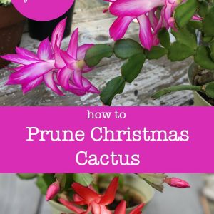 How to Prune Christmas Cactus for a bushier and healthier plant. And/or keep it a manageable size! Video included. Easy and you get to create new plants with your pruning to give as gifts. #christmascactus #houseplants #indoorgarden #winterflowers #pruning #propagation #Schlumbergera, christmas cactus in bloom