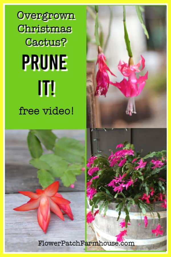 Should you Prune Your Christmas Cactus? Flower Patch Farmhouse