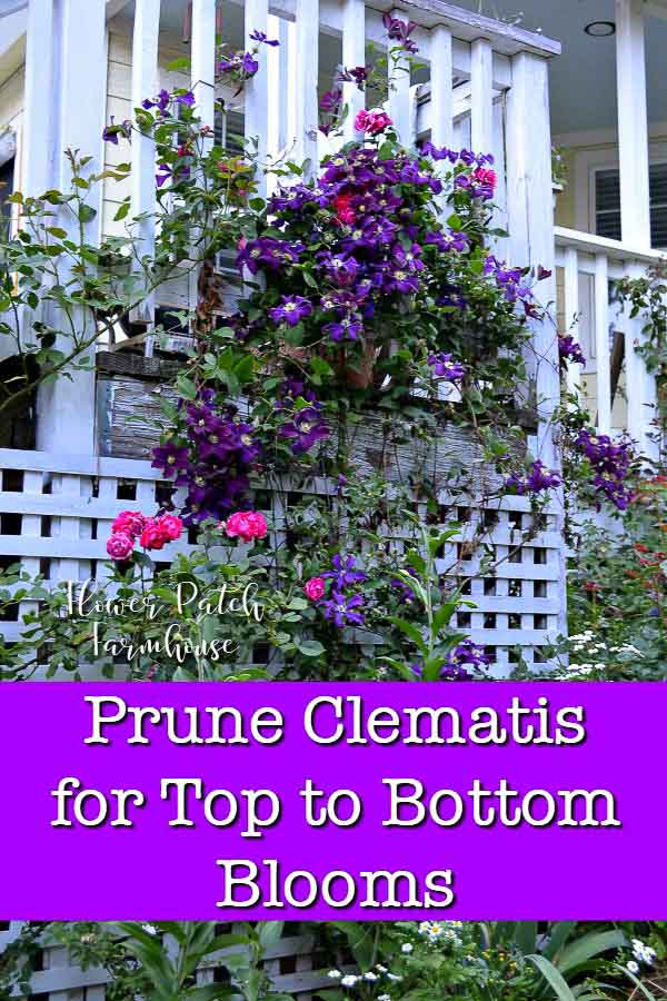 Warsaw Nike clematis climbing back porch rail with red rose, text overlay reads Prune Clematis for top to bottom blooms, Flower Patch Farmhouse