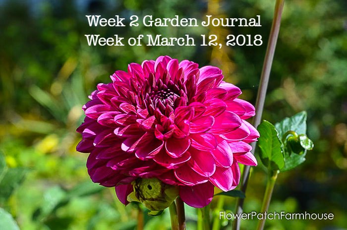 Garden Journal March 12, 2018