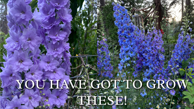 lavender and blue delphiniums growing in a garden
