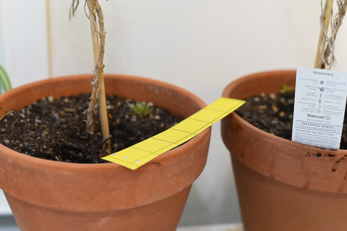 Sticky trap on terra cotta pot of rosemary, how to control fungus gnats