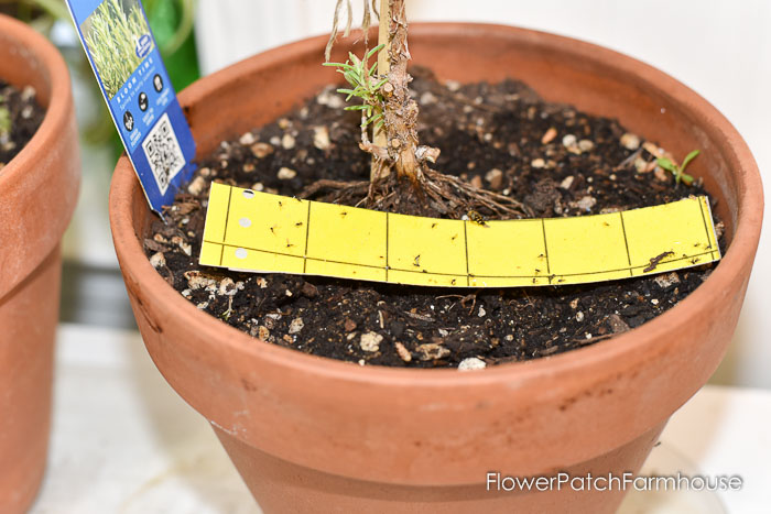 Fungus gnats on trap, Control fungus gnats