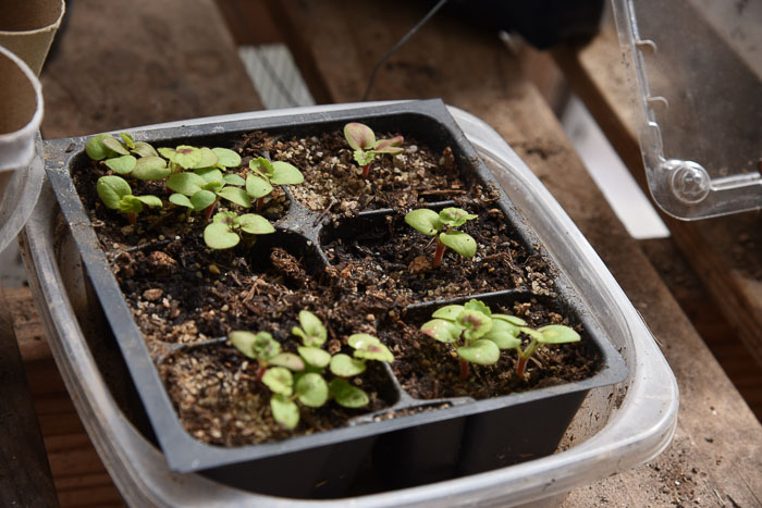 Geranium seedlings