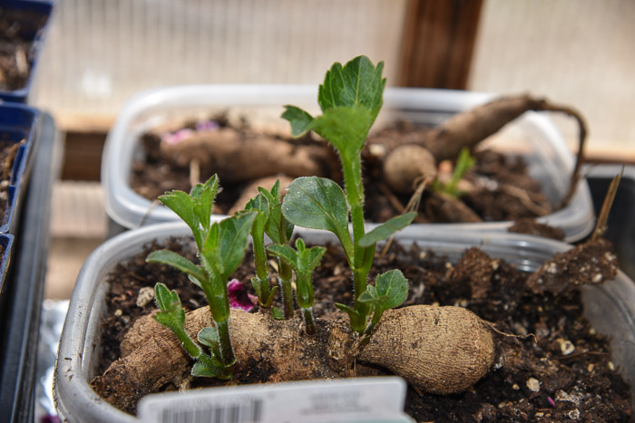 Dahlia sprouts for cutting