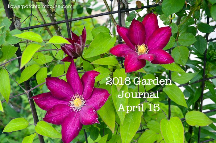 Garden Journal April 15 2018