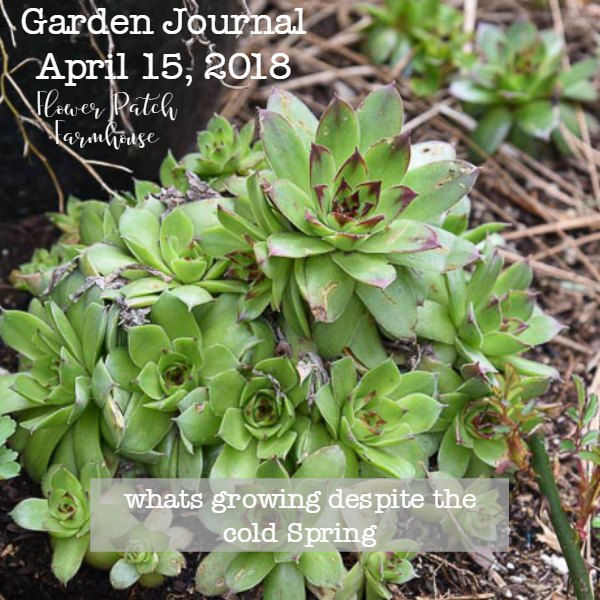 Hens and Chicks, Sempervivum, Garden Journal April 15 2018