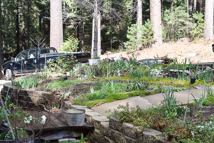 front garden left of sidewalk Flower Patch Farmhouse, Garden Journal April 15