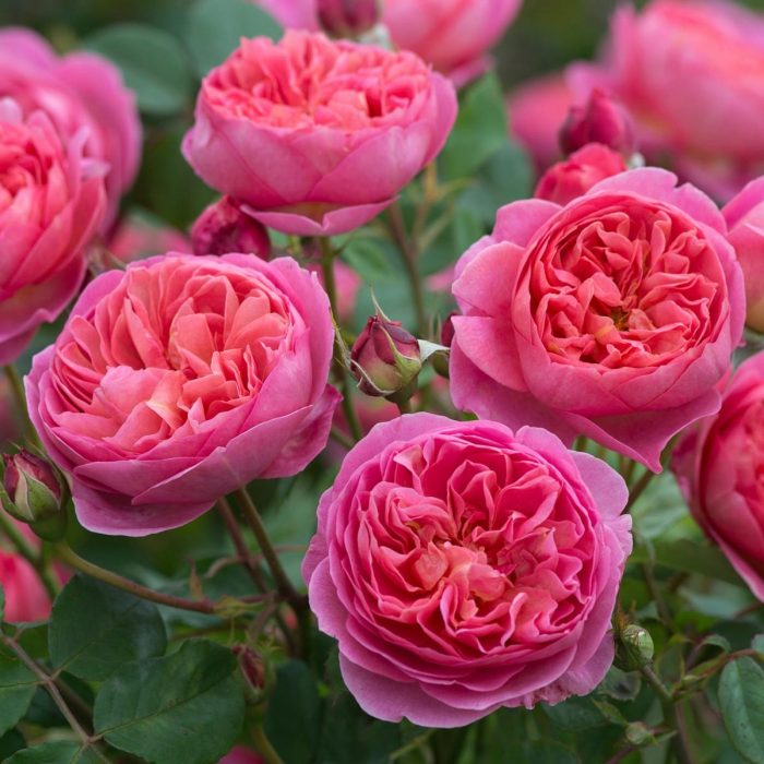 Bascobel David Austin English Rose, 