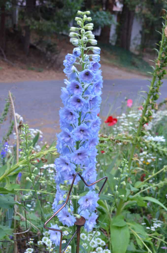 light blue delphinium, poisonous flowers