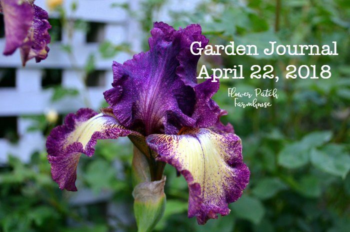 Iris Garden Journal April 22, 2018