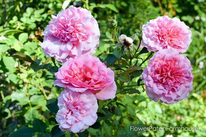 English Rose additions to my Cottage Garden