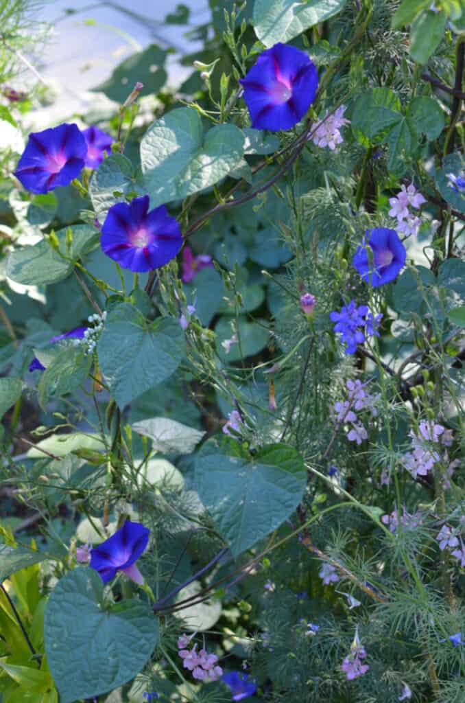 Morning glory on trellis, poisonous flowers