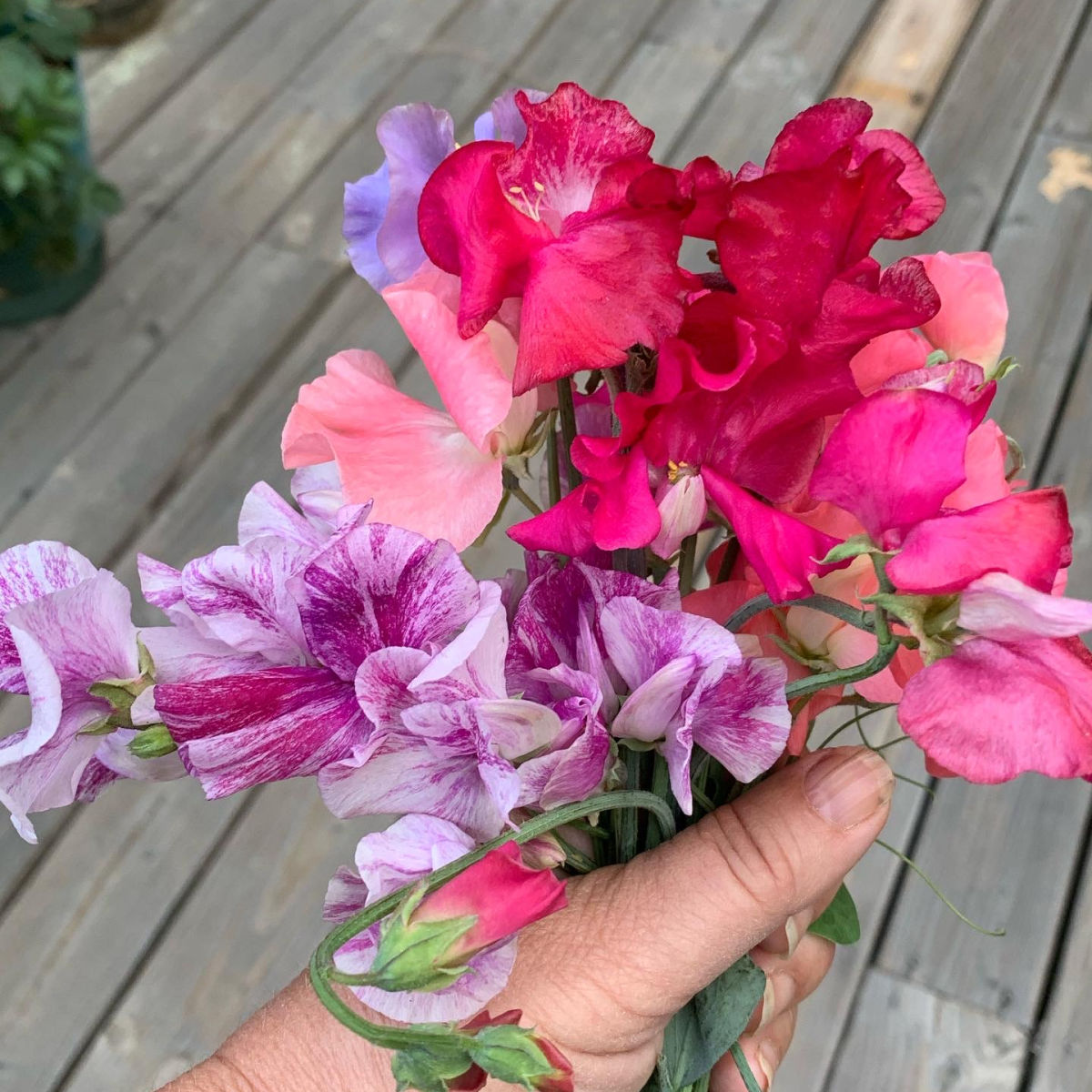 bouquet of sweet peas in shades of fucshia, pink and purple held in a womans hand
