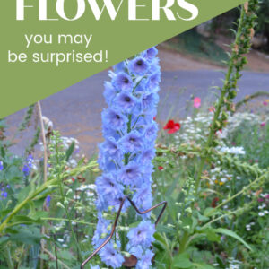 Blue delphinium with text overlay, 10 poisonous flowers, you may be surprised, flower patch farmhouse