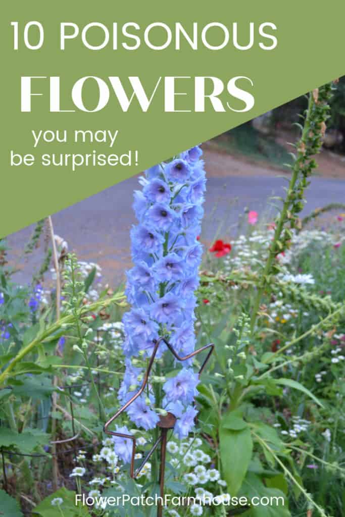 Blue delphinium with text overlay, 10 poisonous flowers, you may be surprised, flower patch farmhouse