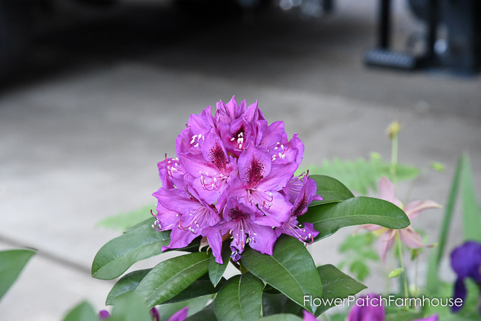 Rhododendron, Garden Journal May 17th and 24th