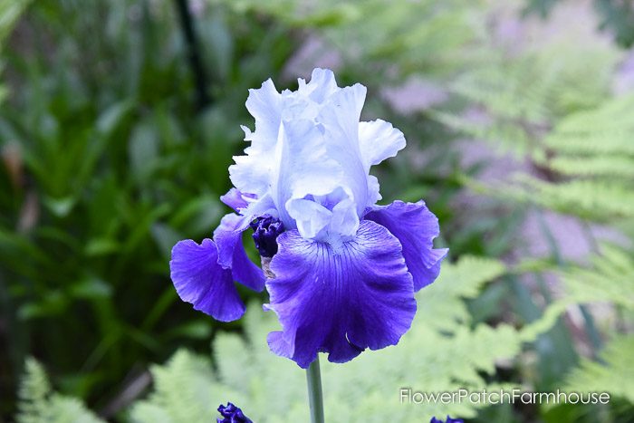 Blue on blue Iris, Garden Journal May 17th and 24th 