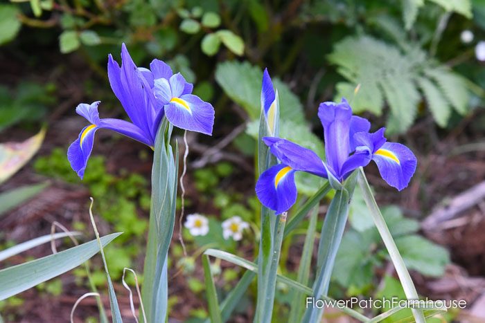 Dutch Iris, Garden Journal May 17th and 24th