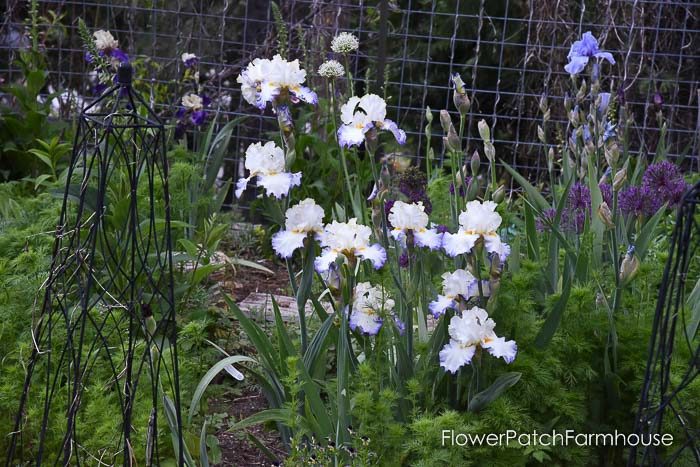 Iris, Dutch Iris, Garden Journal May 17th and 24th