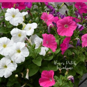 Petunia flowers with text overlay, easy flowers to grow in your garden, Flower Patch Farmhouse