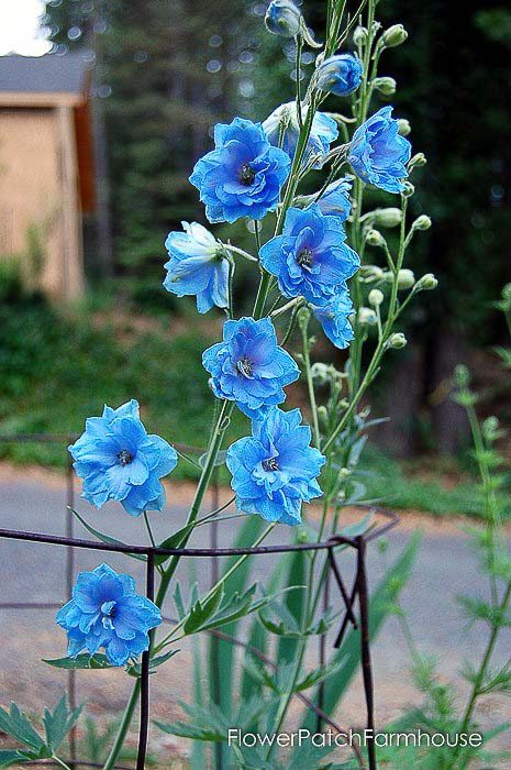 Bright blue delphinium, how to propagate delphiniums with cuttings