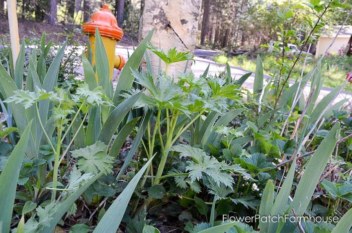 Delphinium in spring, how to take delphinium cuttings