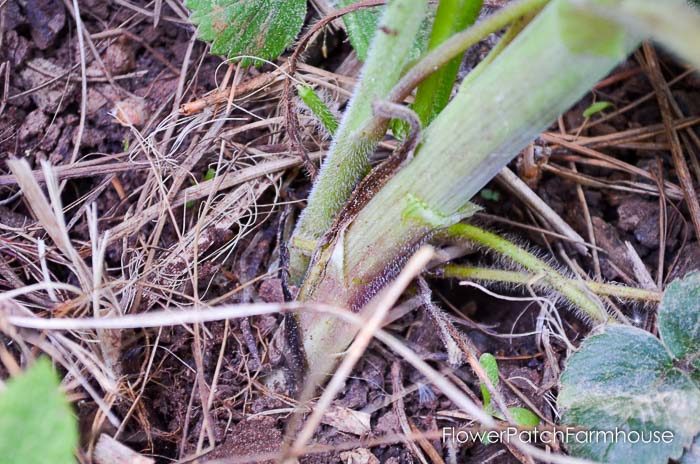 Base of Delphinium in spring, how to take delphinium cuttings