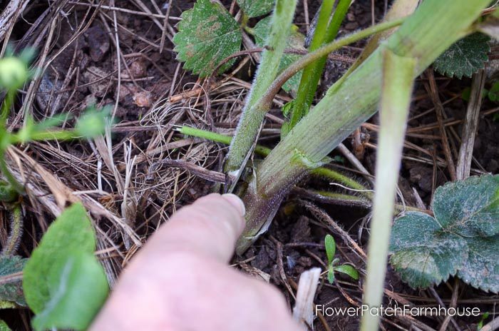  knife at Base of Delphinium in spring, how to take delphinium cuttings