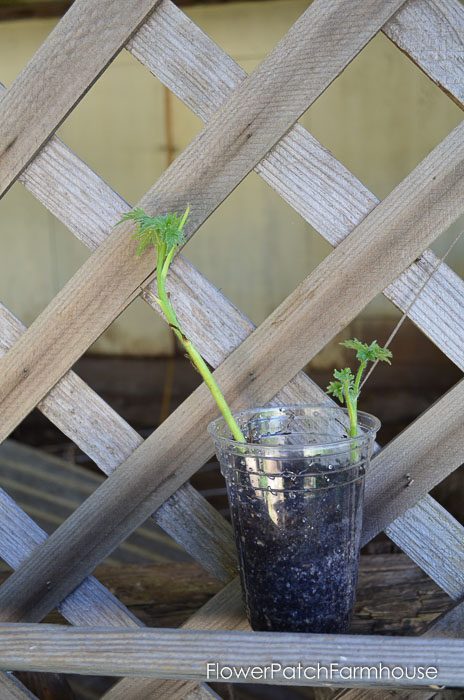 Delphinium cutting in plastic cut, how to take delphinium cuttings