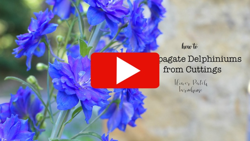 blue delphinium with youtube red play button 