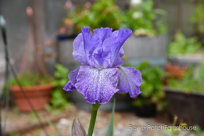 vintage Iris, Dutch Iris, Garden Journal May 17th and 24th