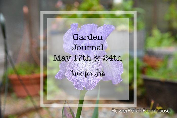 Garden Journal May 17th and 24th