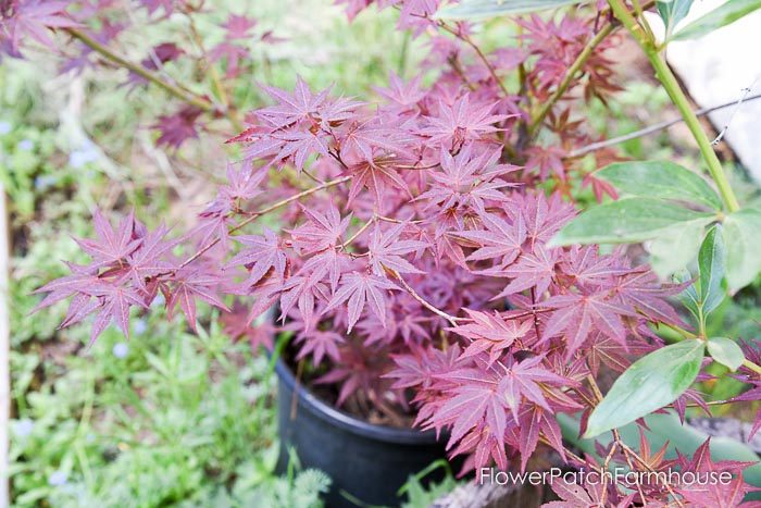 Japanese Maple, Acer, Garden Tour May 6 2018