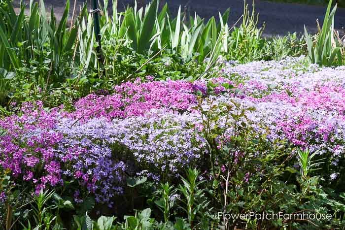 Creeping Phlox, Garden Tour May 6 2018