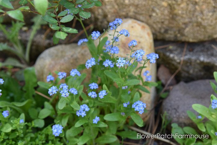 Forget me Nots, Garden Tour May 6 2018