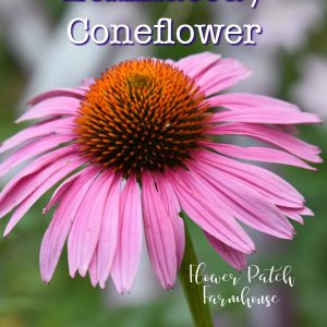 Purple coneflower echinacea with text overlay, How to grow Echinacea Purple coneflower, Flower Patch Farmhouse