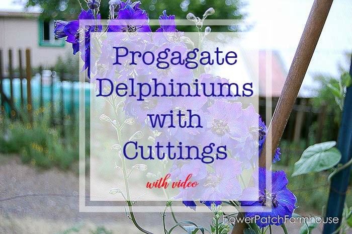 Propagate Delphiniums from Cuttings