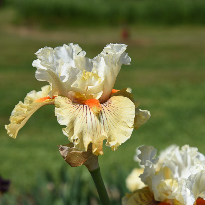 Ayes Alert Iris Garden visit 2018