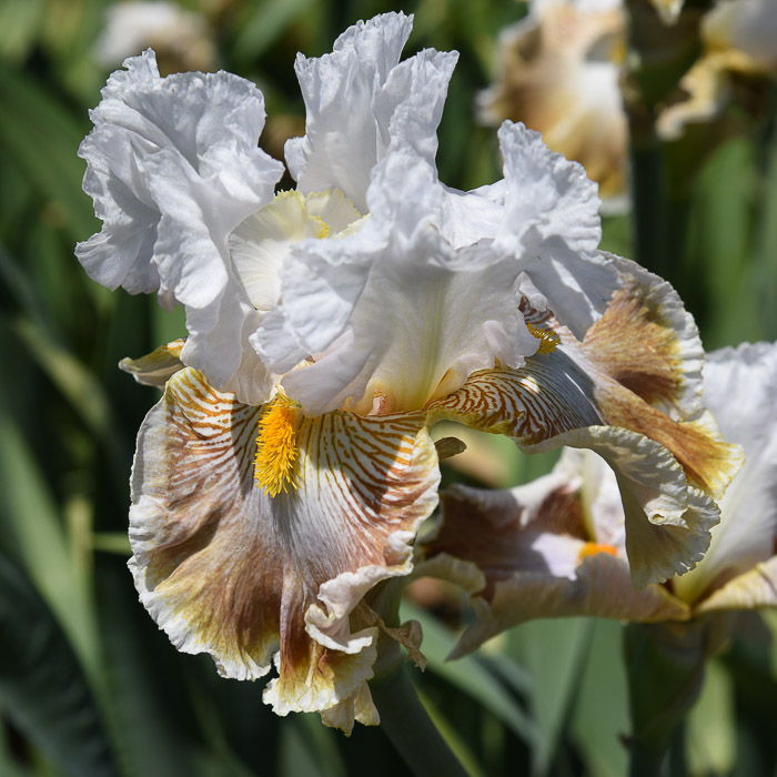 Iris Garden Visit 2018